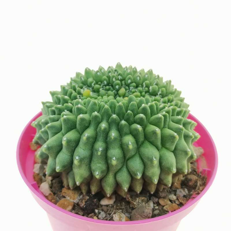 Gymnocalycium mostii - 10 Seeds – High Germination, Selected Variety, Non-GMO