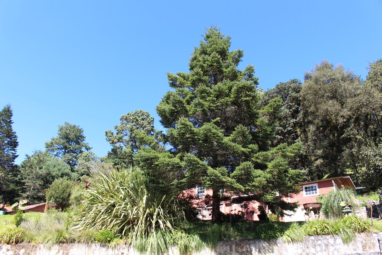 Abete del Guatemala – 10 Semi, Tropicale, Raro, Conservazione, Facile da Coltivare, Alta Germinabilità, Non-GMO