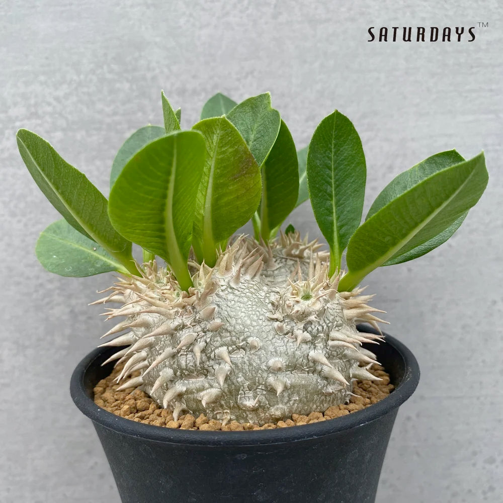 Pachypodium brevicaule - 10 Semi – Alta Germinabilità, Varietà Selezionata, Non-GMO