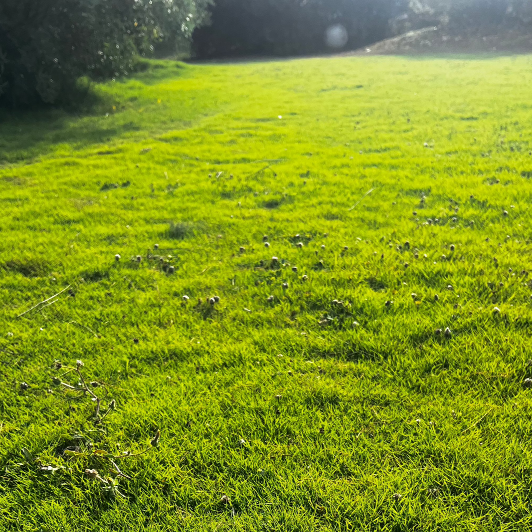Semi di Prato Speciale Spagna - 10.000 semi - Ideale per climi caldi e secchi, prato resistente e a bassa manutenzione.