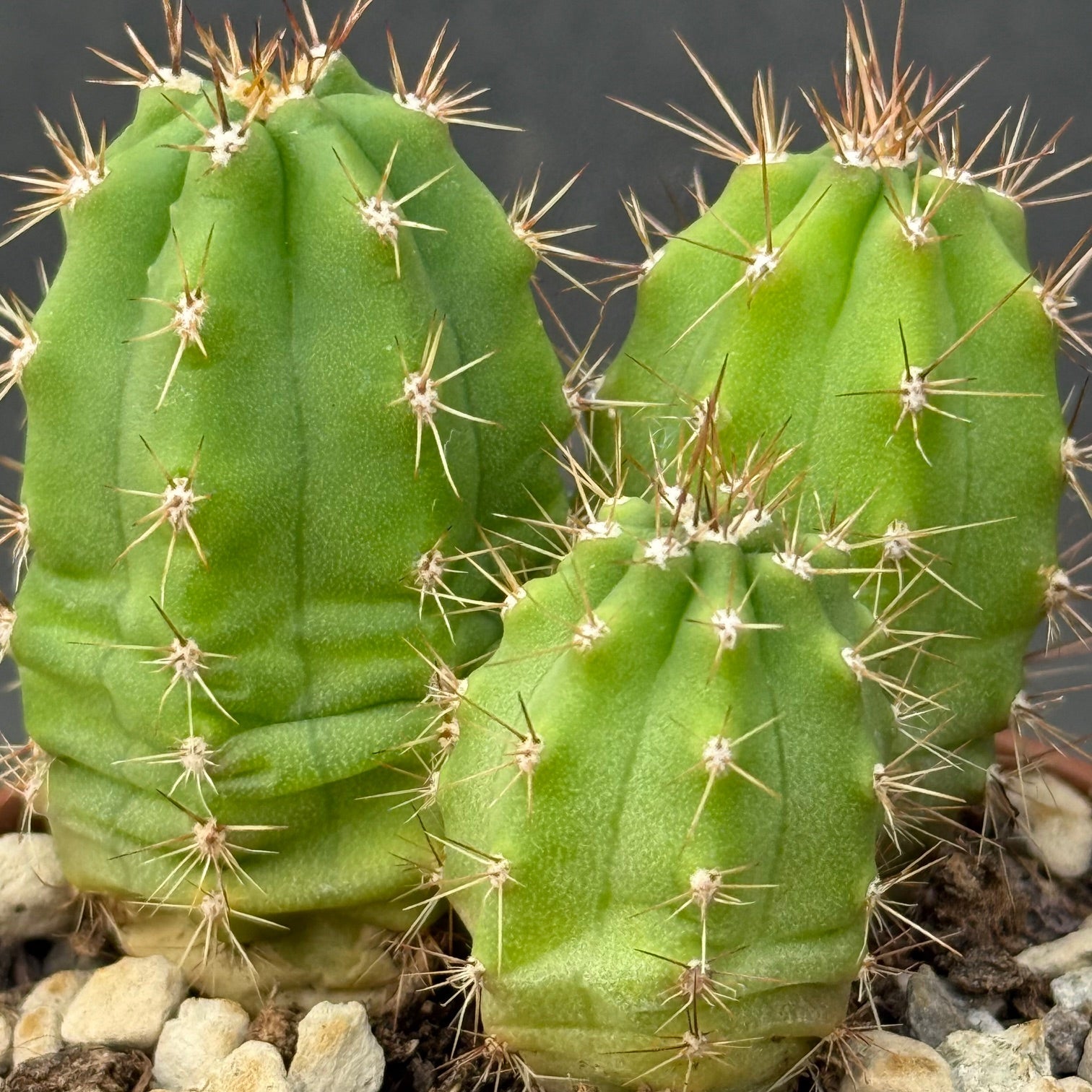 Trichocereus uyupampensis - 10 Semi – Alta Germinabilità, Varietà Selezionata, Non-GMO