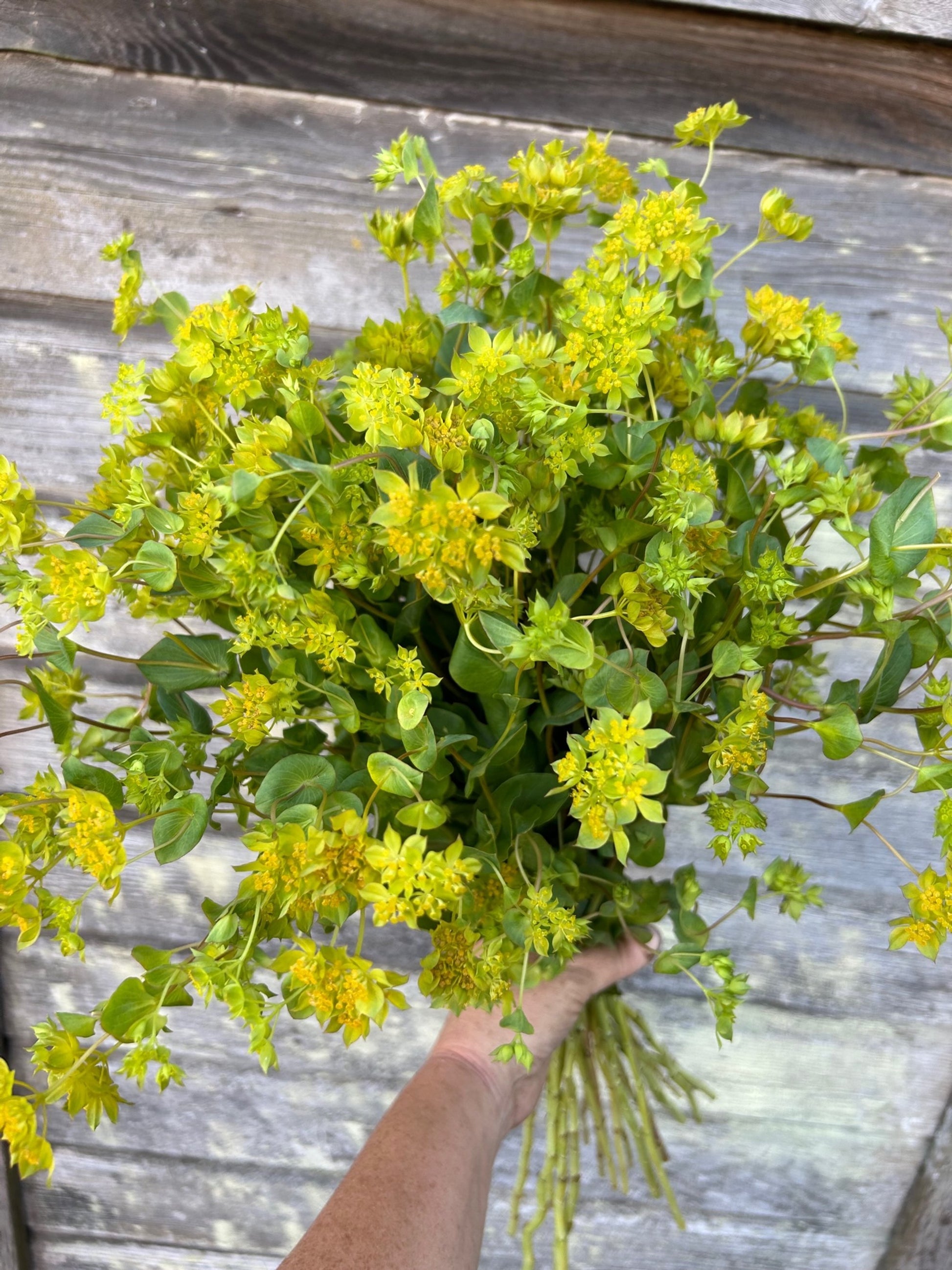 Bupleurum Gibraltaricum – 10 Semi, Fioritura Gialla, Esterno, Facile da Coltivare, Alta Germinabilità, Non-GMO
