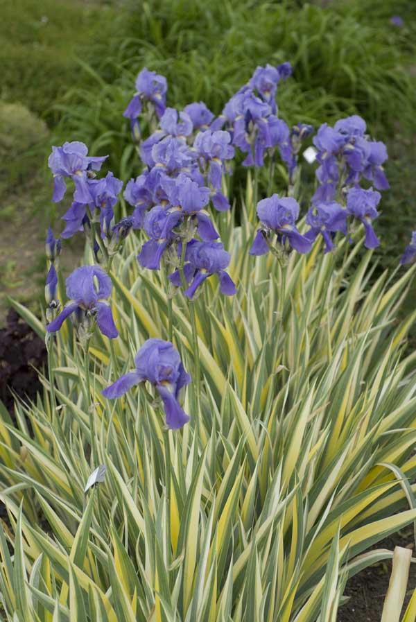 20 Semi di Iris pallida Iris pallida – Semi Freschi, Alta Germinabilità, No-GMO