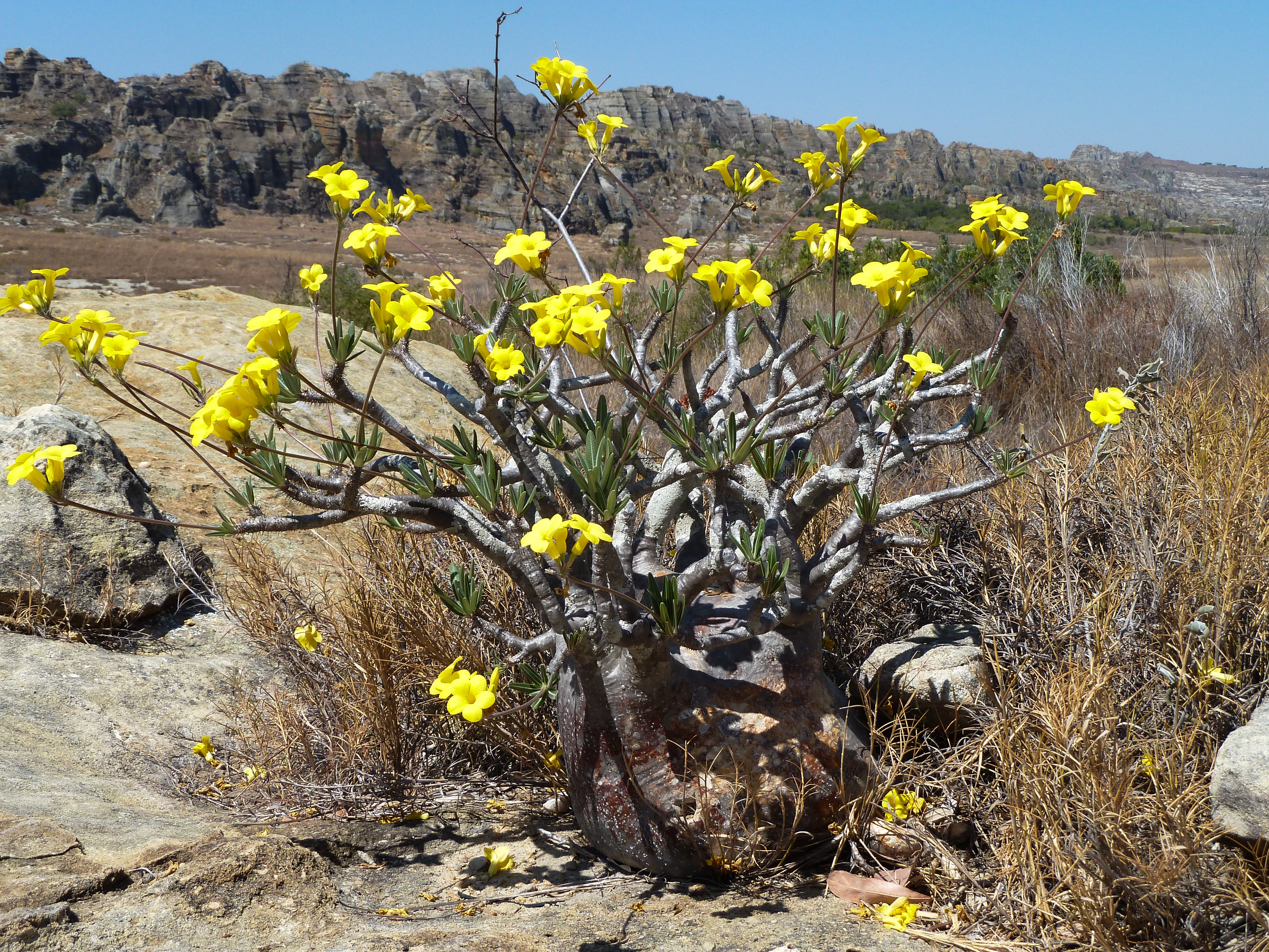 Pachypodium rosulatum subsp. rosulatum - 10 Semi – Alta Germinabilità, Varietà Selezionata, Non-GMO