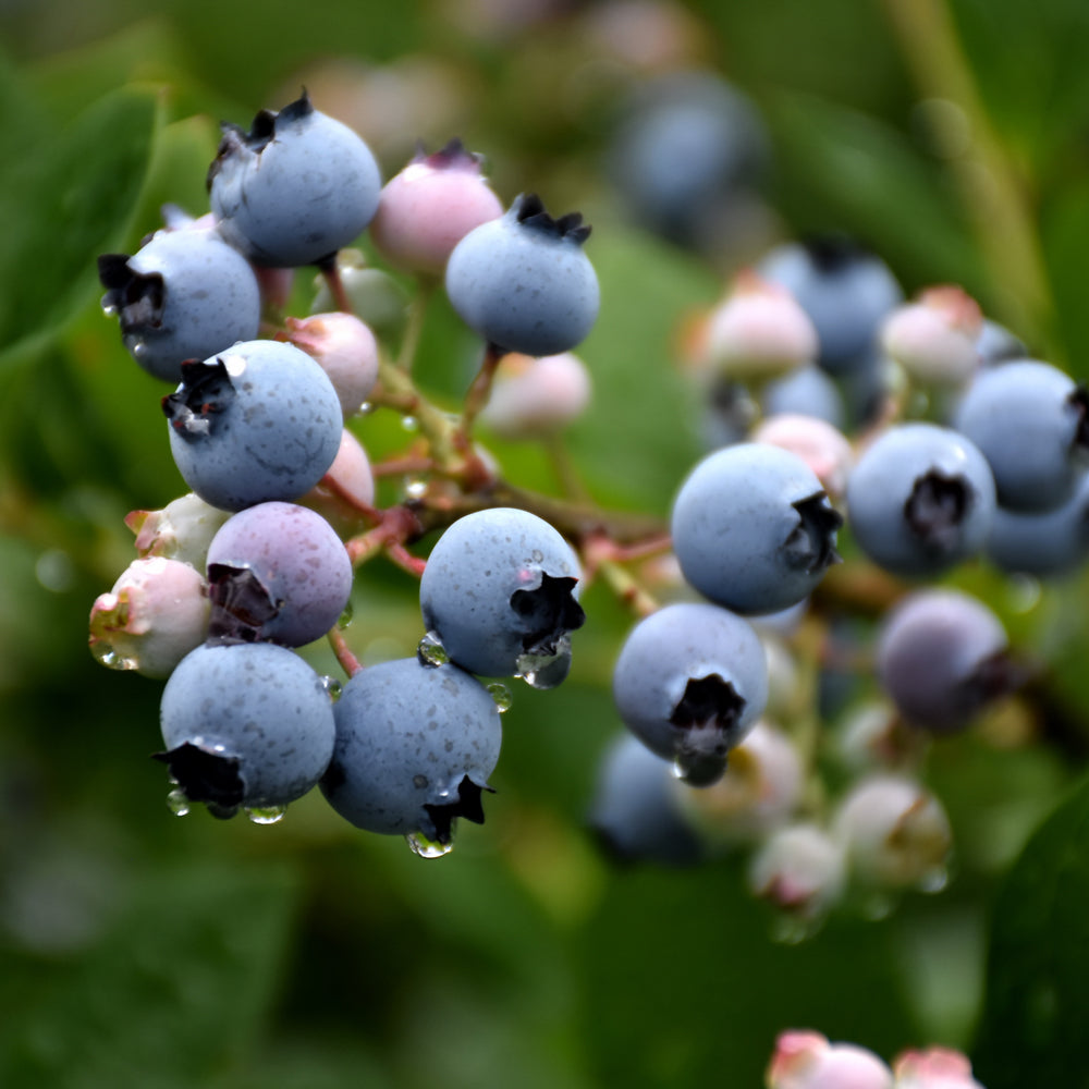 10 Semi di Mirtillo Bluecrop Vaccinium corymbosum Bluecrop – Semi Freschi, Alta Germinabilità, No-GMO