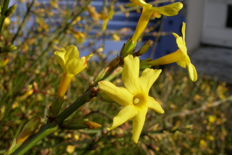 Jasminum nudiflorum – 30 Semi, Gelsomino di S. Giuseppe, Fiori Gialli, Inverno, Facile da Coltivare, Alta Germinabilità, Non-GMO