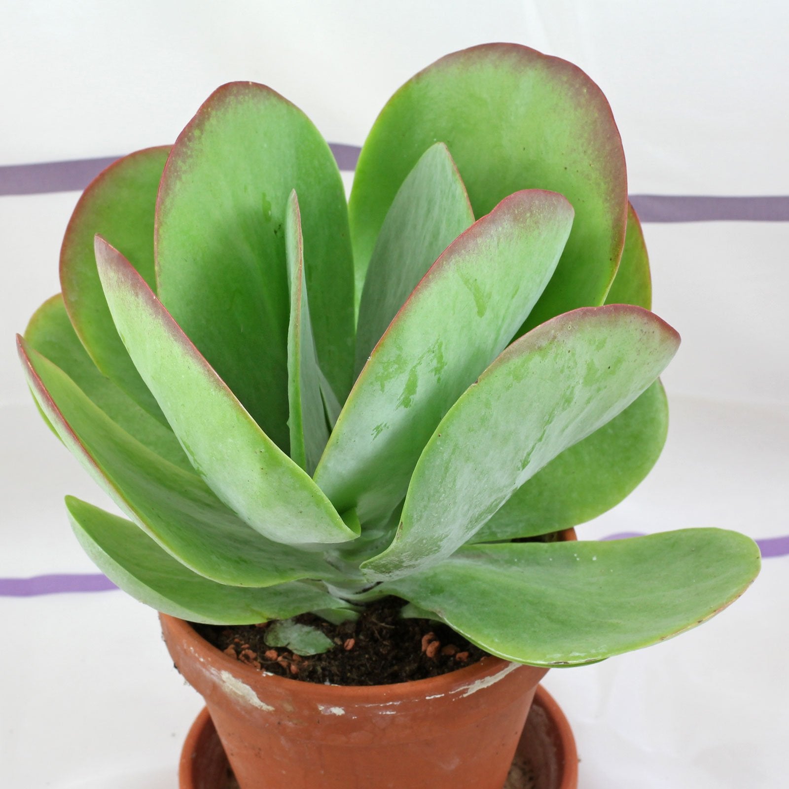 Kalanchoe thyrsiflora - 10 Seeds – High Germination, Selected Variety, Non-GMO