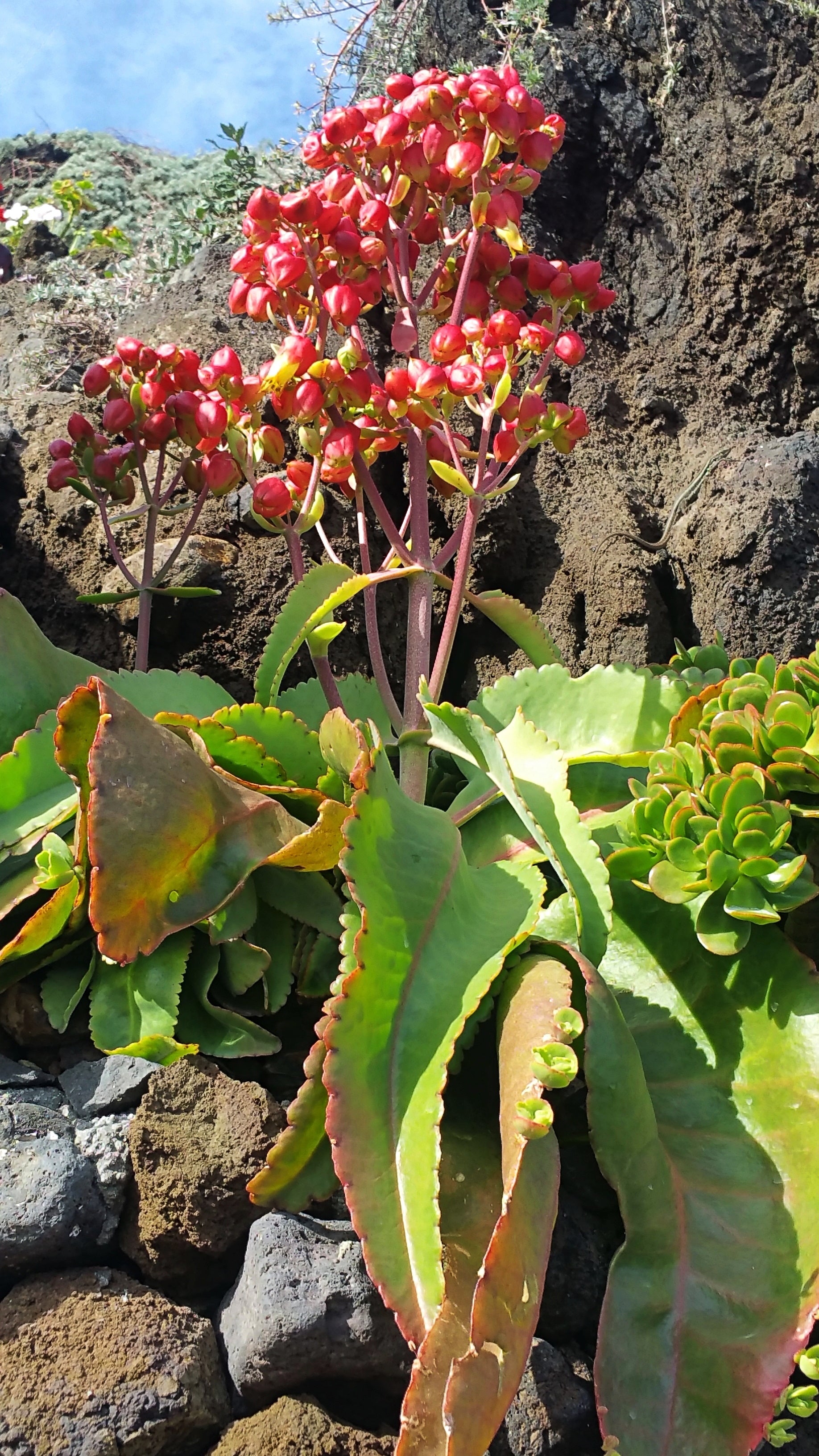 Kalanchoe poincarei - 10 Seeds – High Germination, Selected Variety, Non-GMO