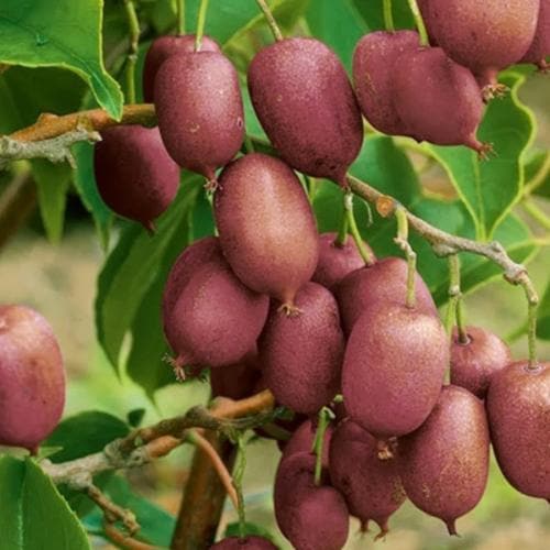 Kiwi Rosso Varietà Actinidia Chinensis – 25 Semi – Polpa Rossa, Sapore Dolce, Ideale per Pergole, Non-GMO