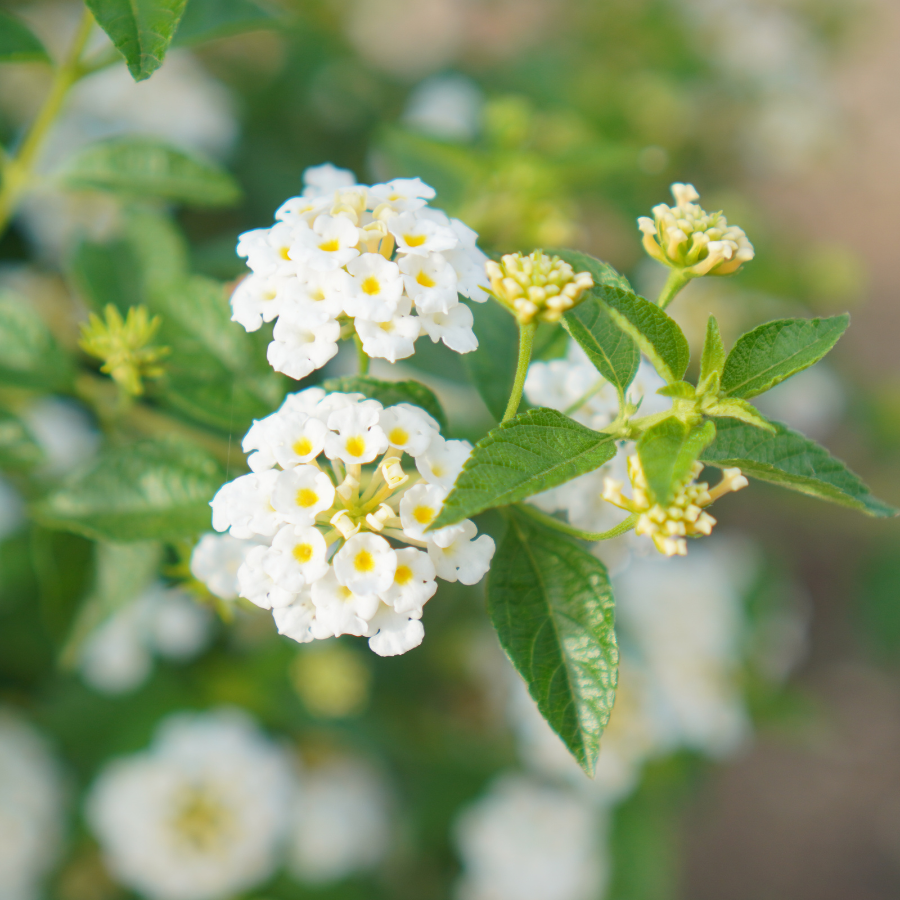 Lantana – 10 Semi, Fiori Bianchi, Rustico, Giardino, Facile da Coltivare, Alta Germinabilità, Non-GMO