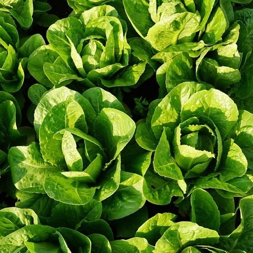 Winter Green Romaine Lettuce – 30 Seeds, Cold Hardy, Winter, Garden, Easy to Grow, High Germination, Non-GMO