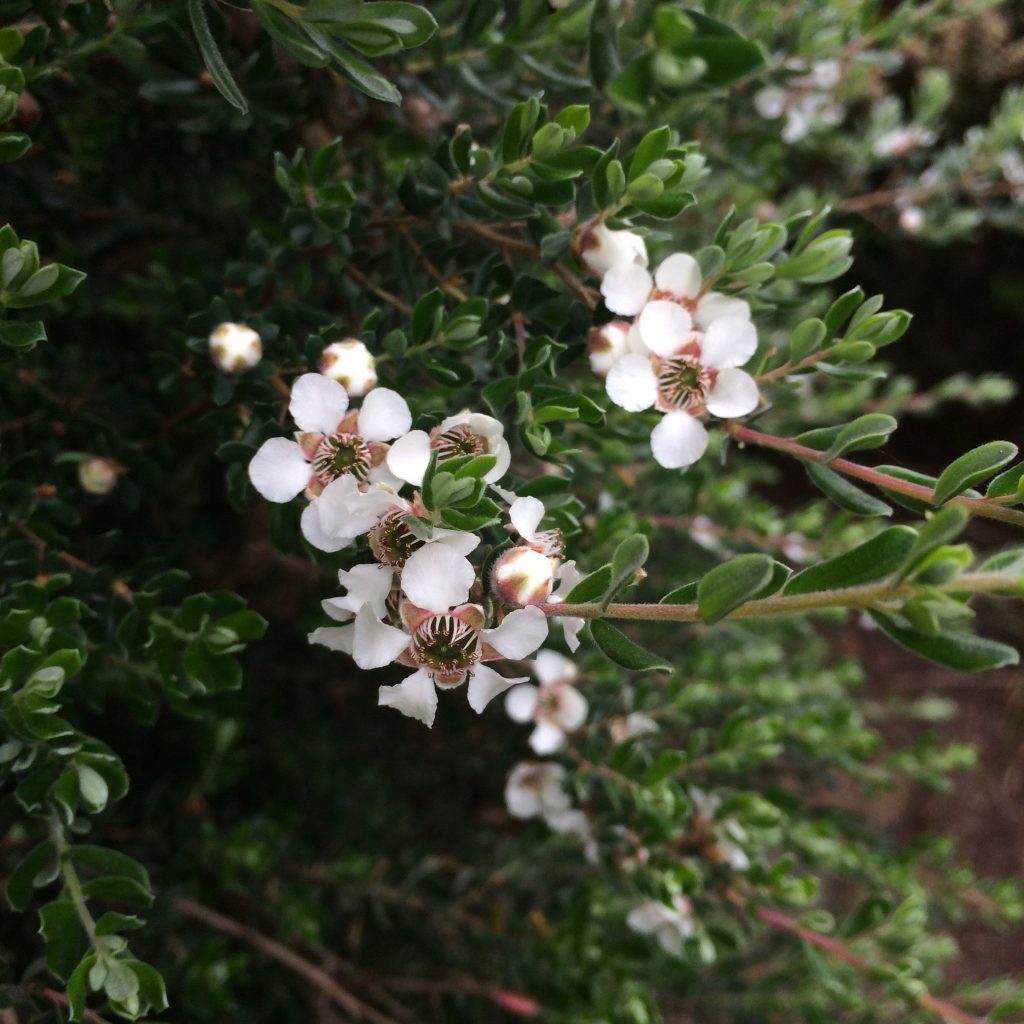 10 Semi di Tea tree lanoso Leptospermum lanigerum – Semi Freschi, Alta Germinabilità, No-GMO