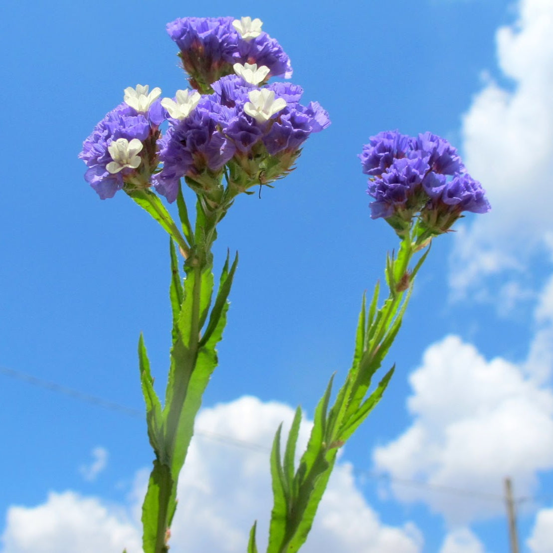 Statice Sinuata Azzurro – 30 Semi – Cespugli Rami Rigidi, Fiori a Cime o Mazzetti, Usati Composizioni Fiori Secchi.