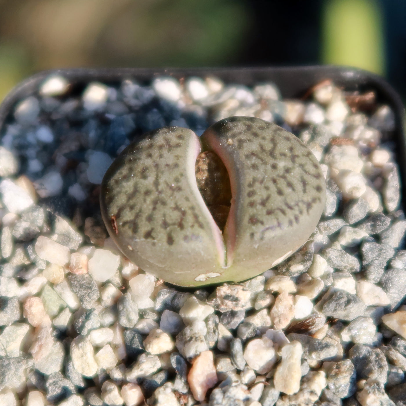 Lithops hookeri - 10 Semi – Alta Germinabilità, Varietà Selezionata, Non-GMO