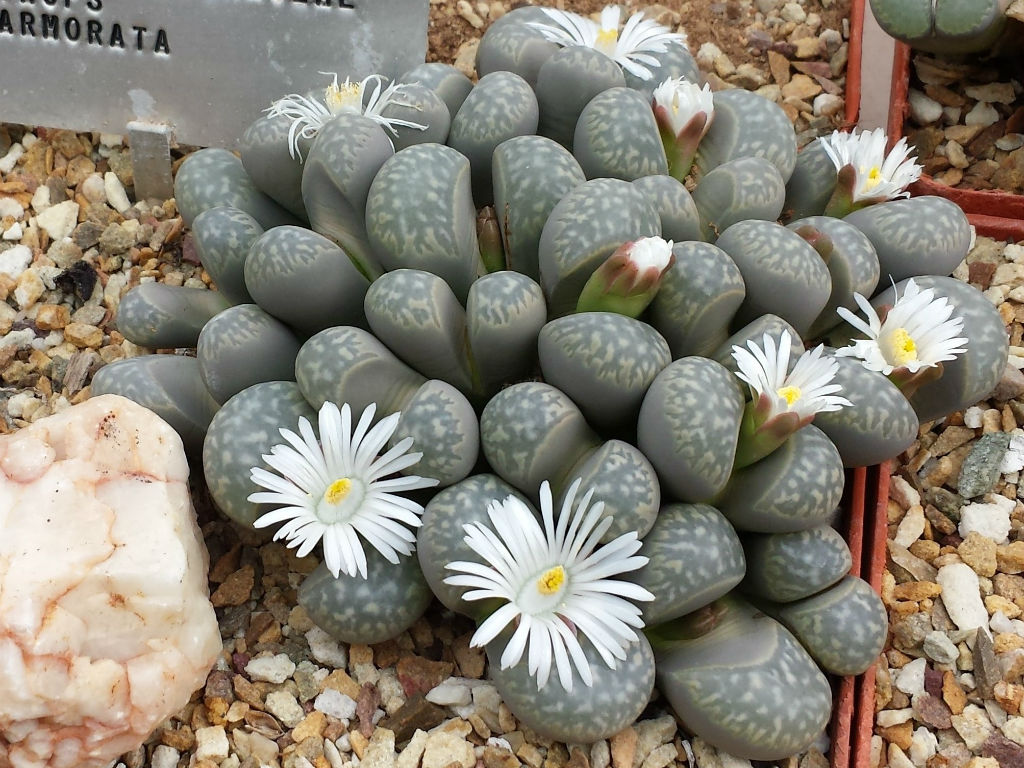 Lithops marmorata - 10 Semi – Alta Germinabilità, Varietà Selezionata, Non-GMO