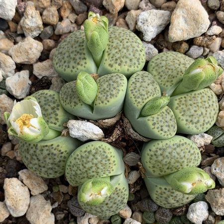Lithops fulviceps - 10 Semi – Alta Germinabilità, Varietà Selezionata, Non-GMO