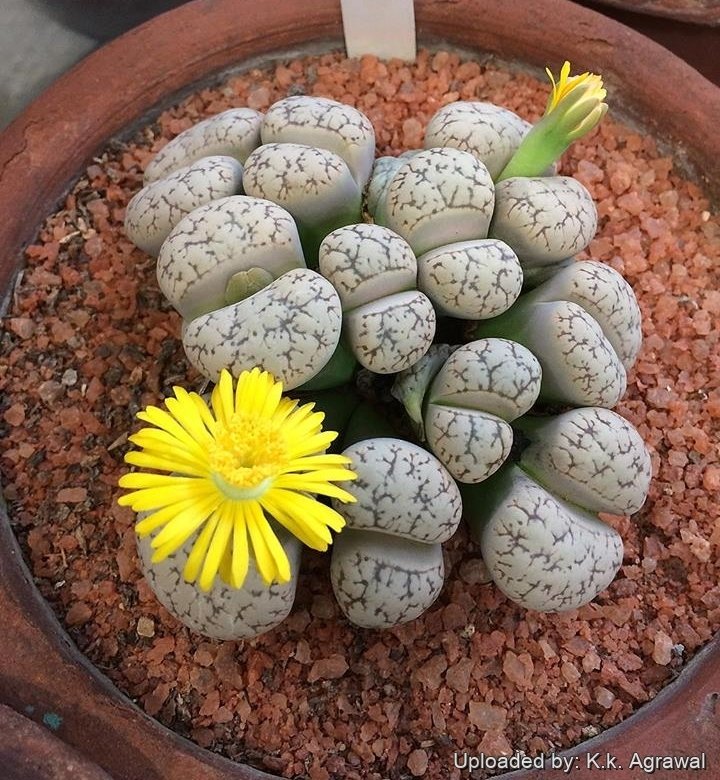 Lithops werneri - 10 Semi – Alta Germinabilità, Varietà Selezionata, Non-GMO