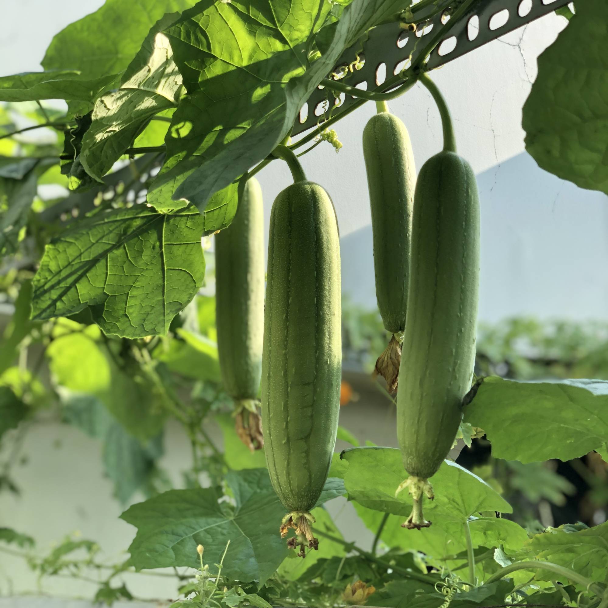 HORTUS Seeds of SQUASH Luffa - GIANT - Selected - Hortus Seeds - High Germination - Rare Seeds