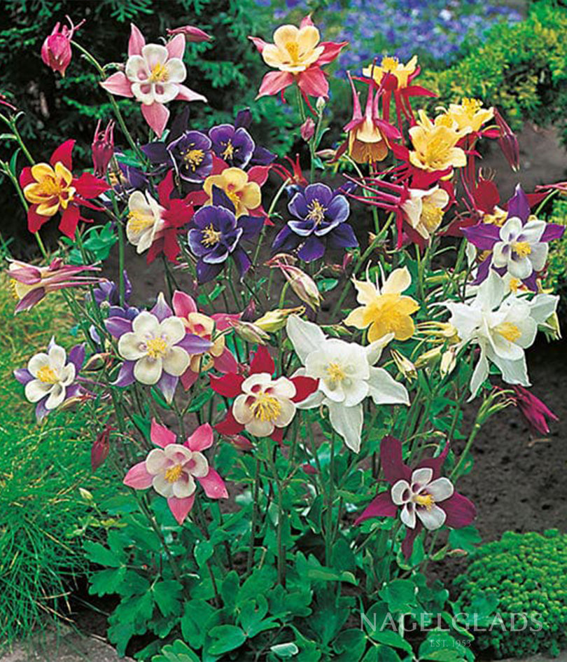 Aquilegia McKana Giants – 30 Semi, Mix Fiori Grandi, Alto, Aiuole, Facile da Coltivare, Alta Germinabilità, Non-GMO