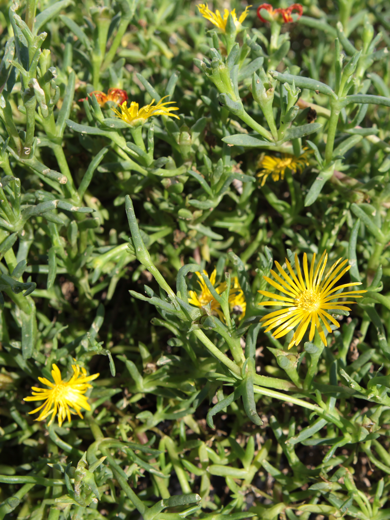 Malephora - 10 Semi – Alta Germinabilità, Varietà Selezionata, Non-GMO