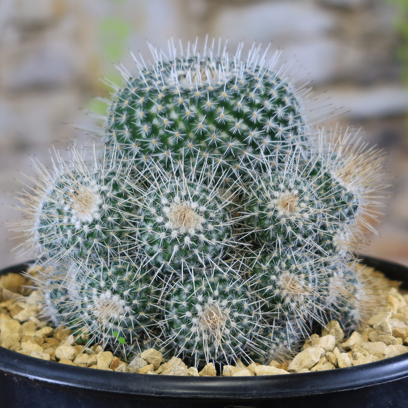 Mammillaria geminispina - 10 Semi – Alta Germinabilità, Varietà Selezionata, Non-GMO