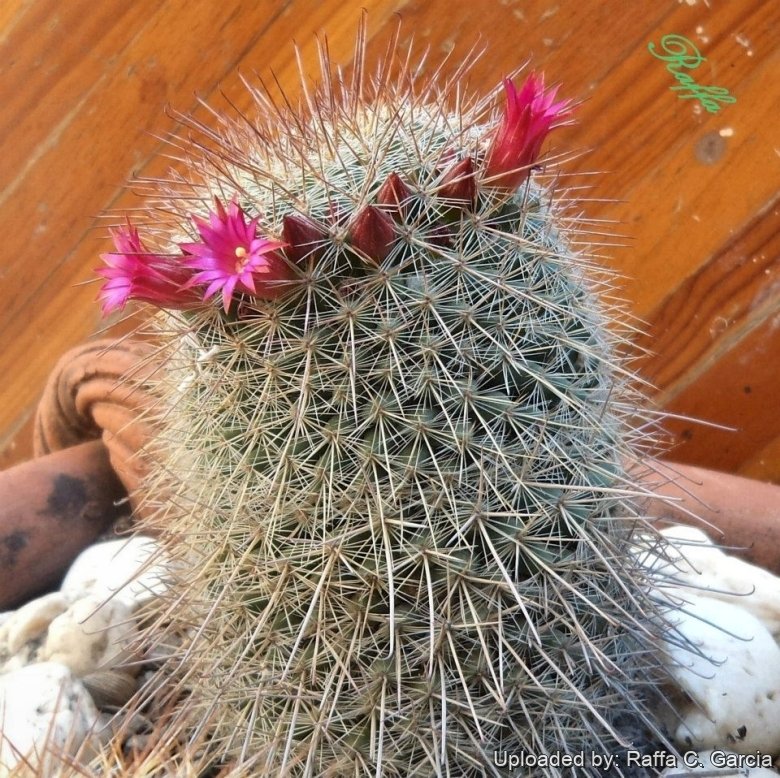 Mammillaria nunezii - 10 Semi – Alta Germinabilità, Varietà Selezionata, Non-GMO