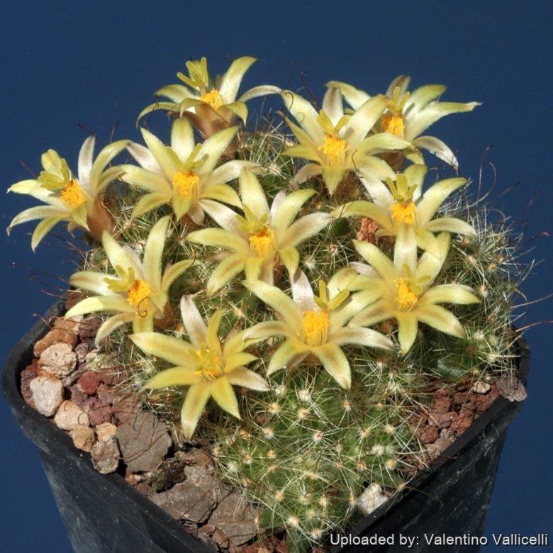 Mammillaria surculosa - 10 Semi – Alta Germinabilità, Varietà Selezionata, Non-GMO