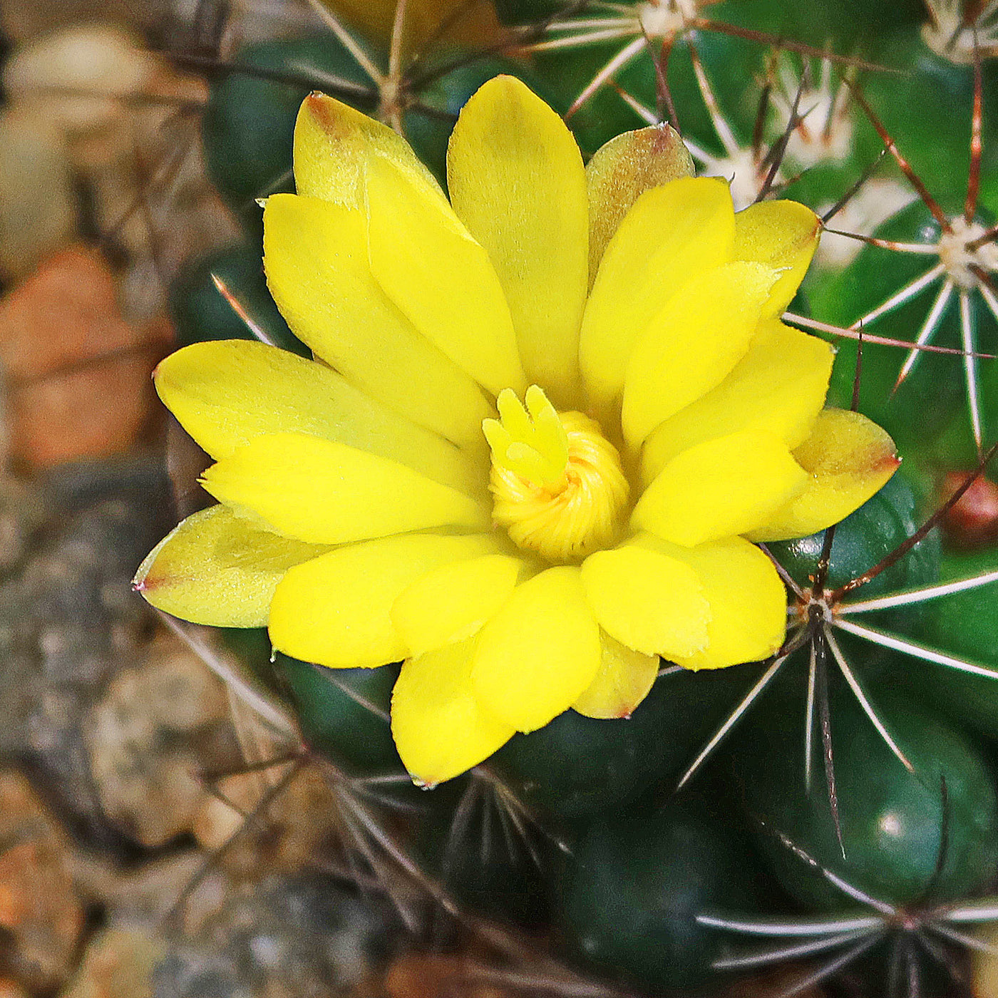 Mammillaria melaleuca - 10 Semi – Alta Germinabilità, Varietà Selezionata, Non-GMO