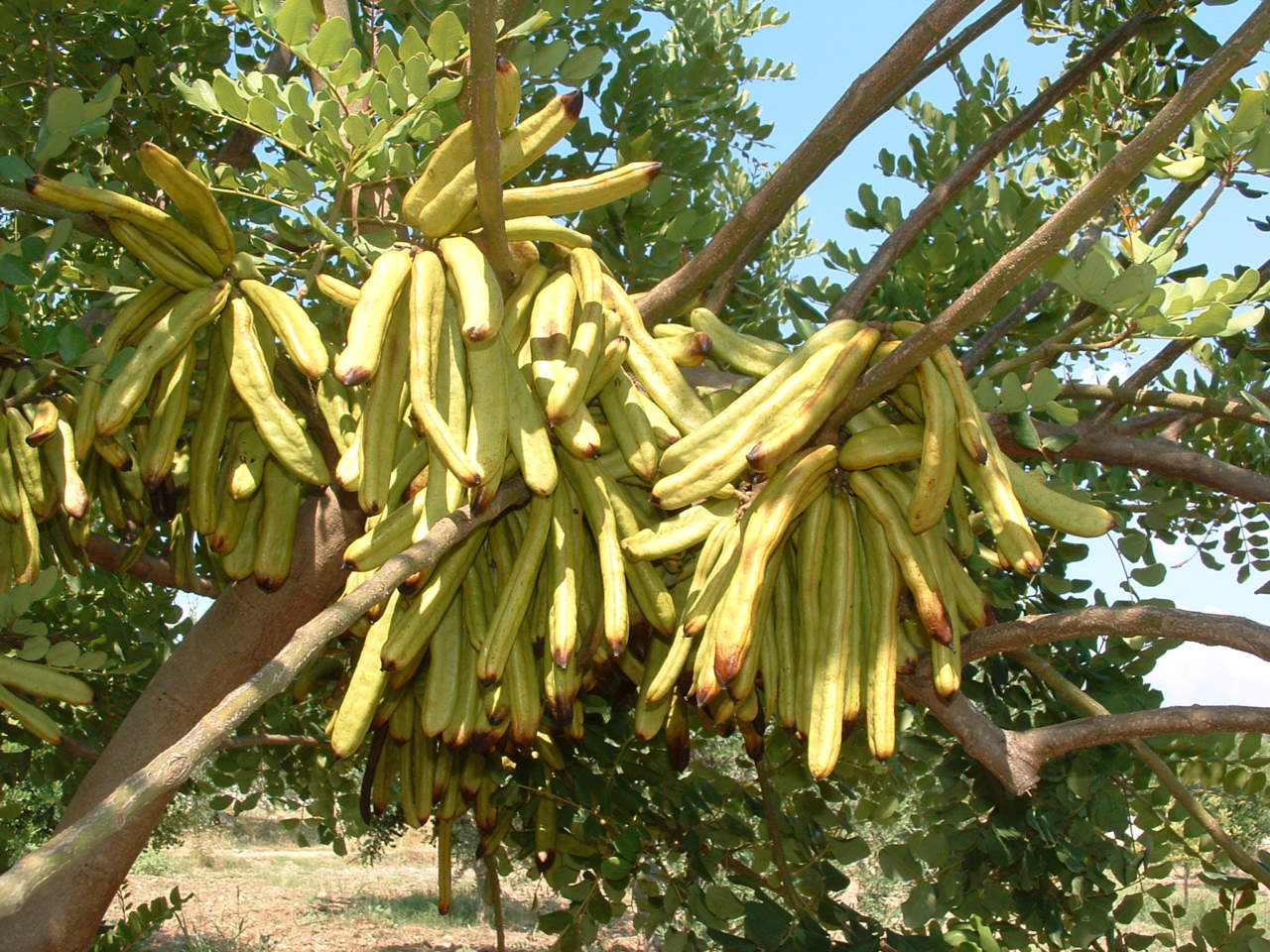Carrubo Racemosa – 10 Semi, Grappoli Fitti, Alta Resa, Ornamentale e Utile, Facile da Coltivare, Alta Germinabilità, Non-GMO