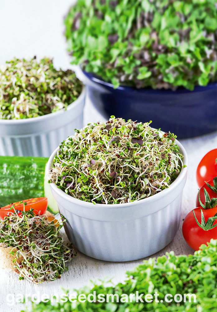 Cavolo Mizuna – 10 Semi, Senape Giapponese, Foglie Frastagliate per Insalate, Produttivo, Facile da Coltivare, Alta Germinabilità, Non-GMO