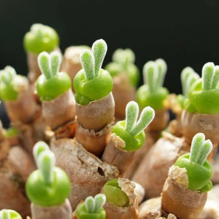Monilaria - 10 Semi – Alta Germinabilità, Varietà Selezionata, Non-GMO