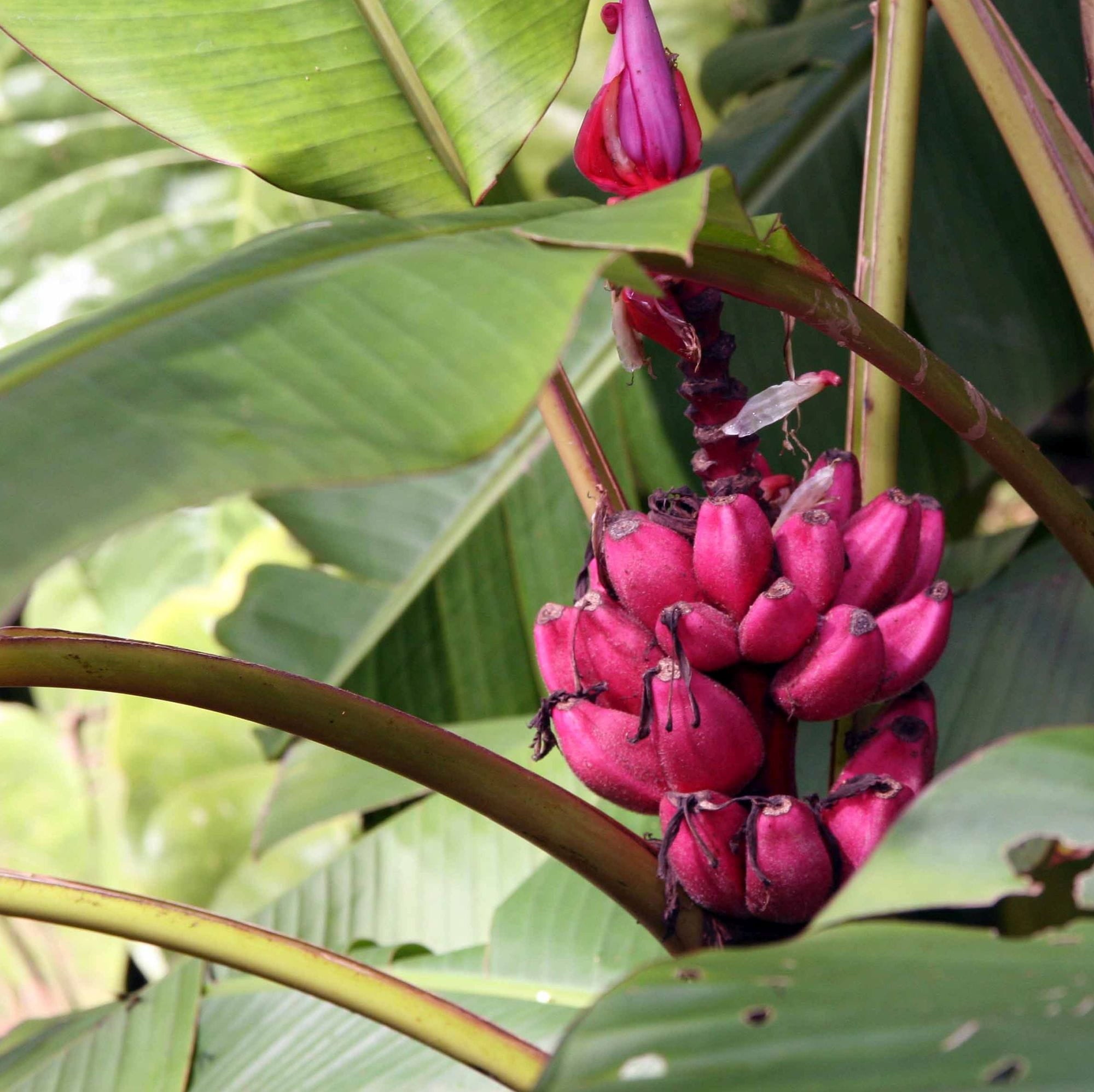 Musa Velutina – 10 Semi – Pink Banana, Banana Ornamentale, Frutti Rosa Vellutati, Facile da Coltivare, Esotica