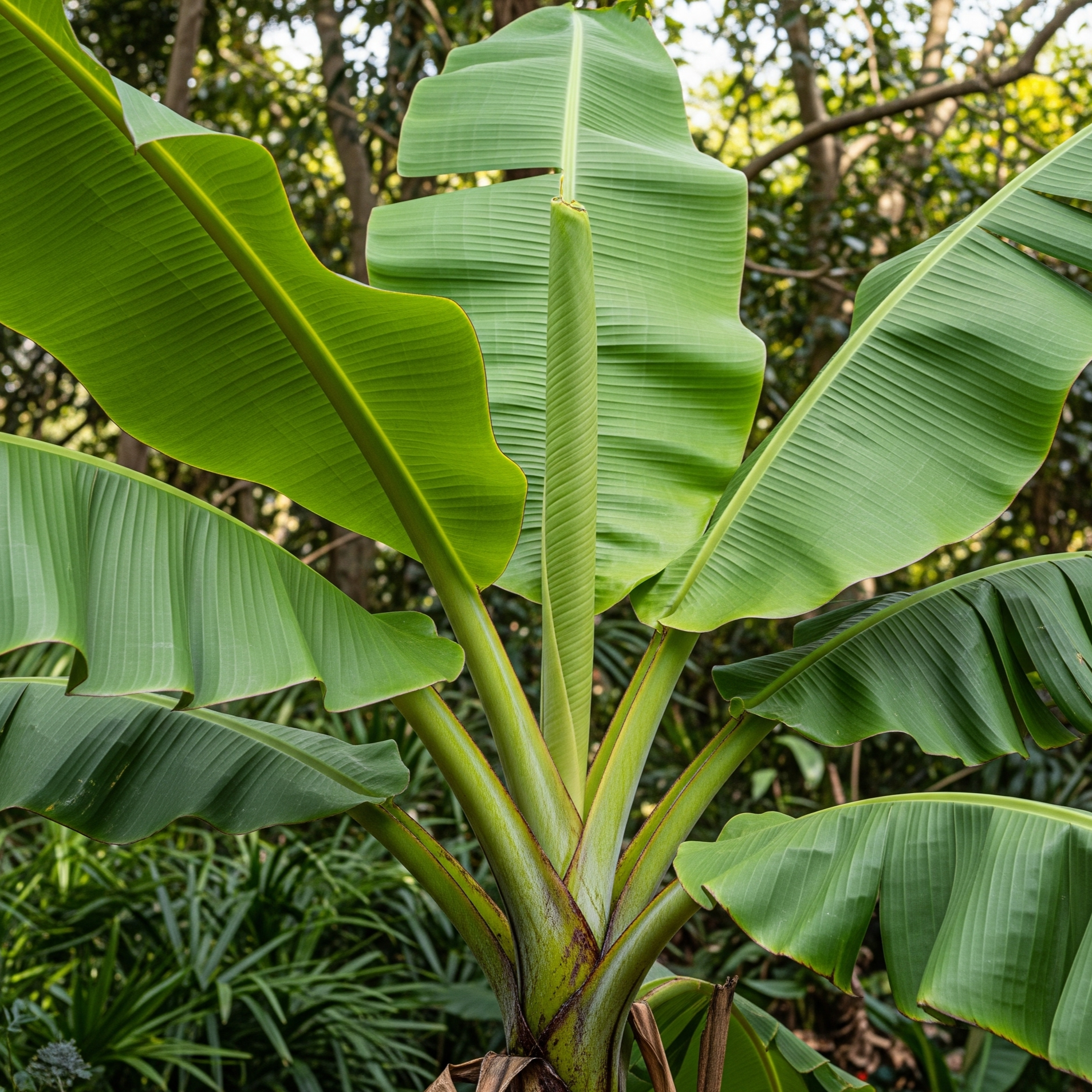 Musa Basjoo – 10 Semi – Banane Rare Giapponesi, Alta Qualità, Pianta Tropicale, Resistente al Freddo, Non-GMO
