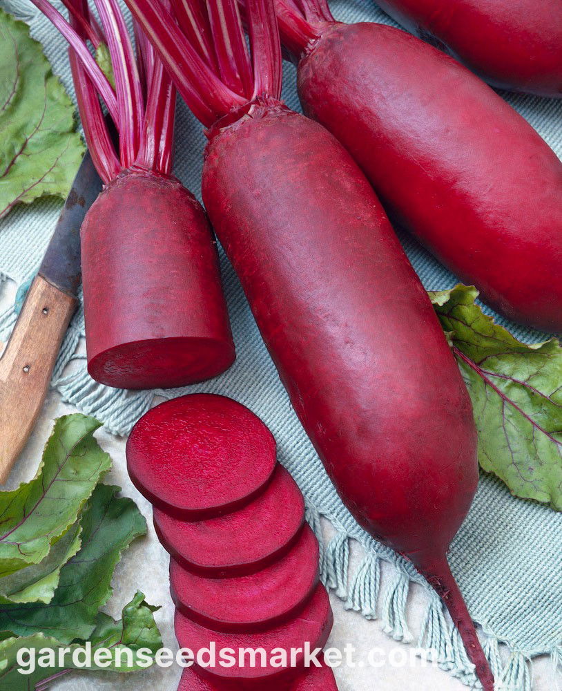 Barbabietola Cilindrica – 50 Semi, Forma Allungata, Polpa Uniforme, Affettabile, Facile da Coltivare, Alta Germinabilità, Non-GMO