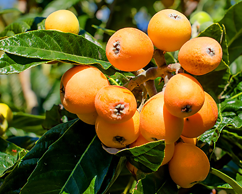 Nespolo d'Inverno – 10 Semi, Frutti Antichi, Orto, Esterno, Facile da Coltivare, Alta Germinabilità, Non-GMO