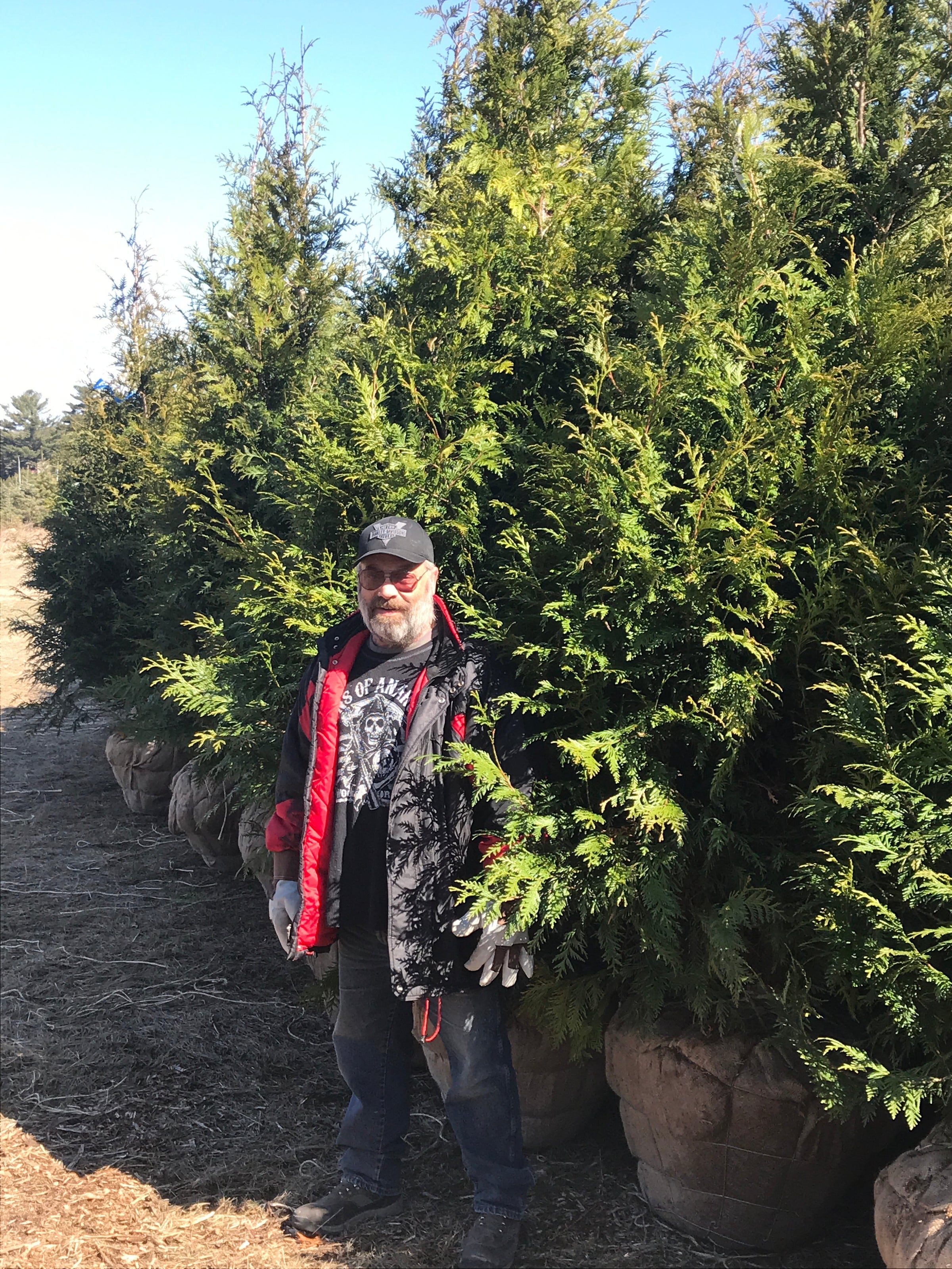 Abete Gigante – 10 Semi, Rapida Crescita, Imponente, Forestale, Facile da Coltivare, Alta Germinabilità, Non-GMO