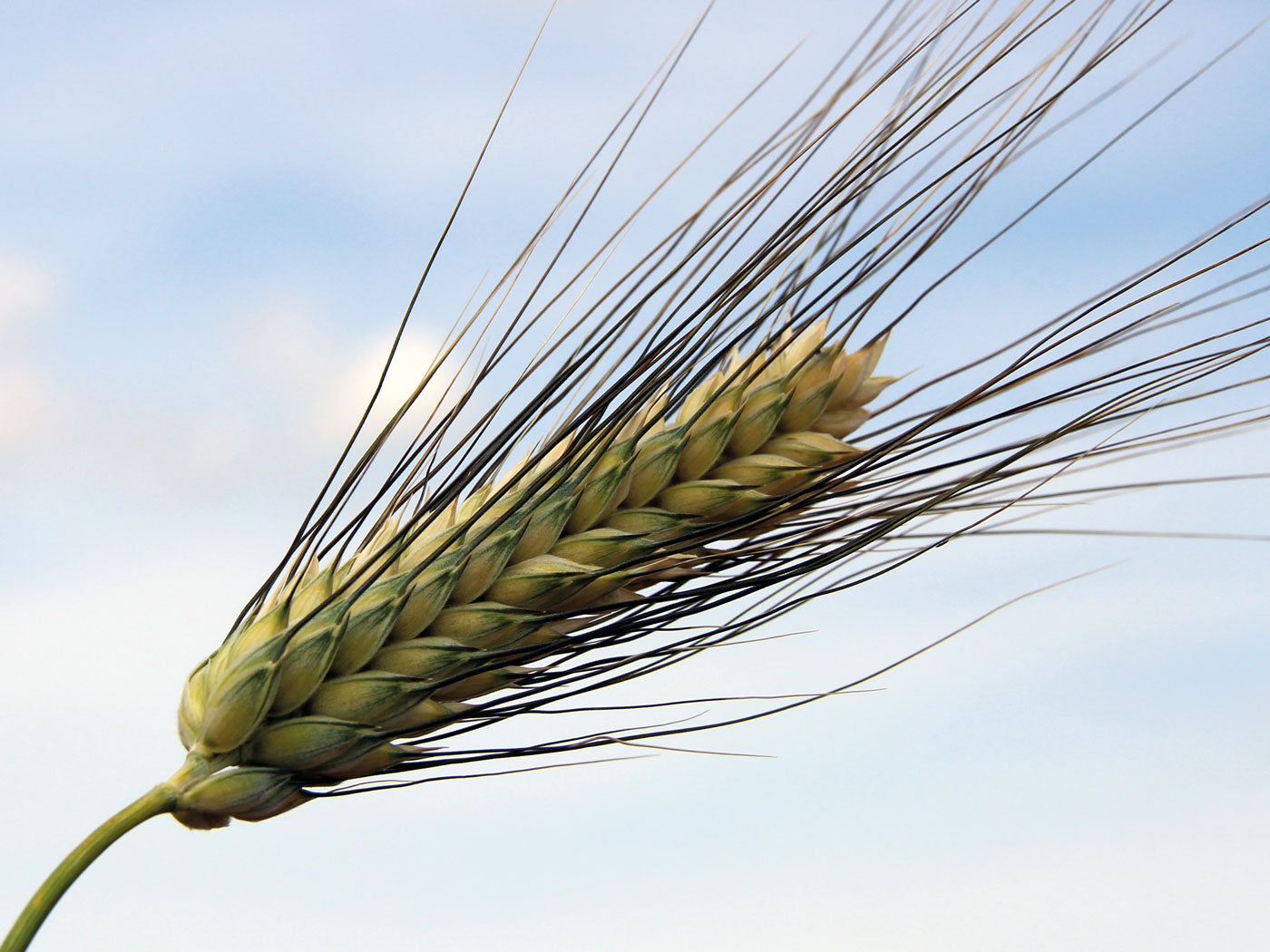 80 Semi di Frumento Duro Nazareno – Semi Freschi, Alta Germinabilità, No-GMO
