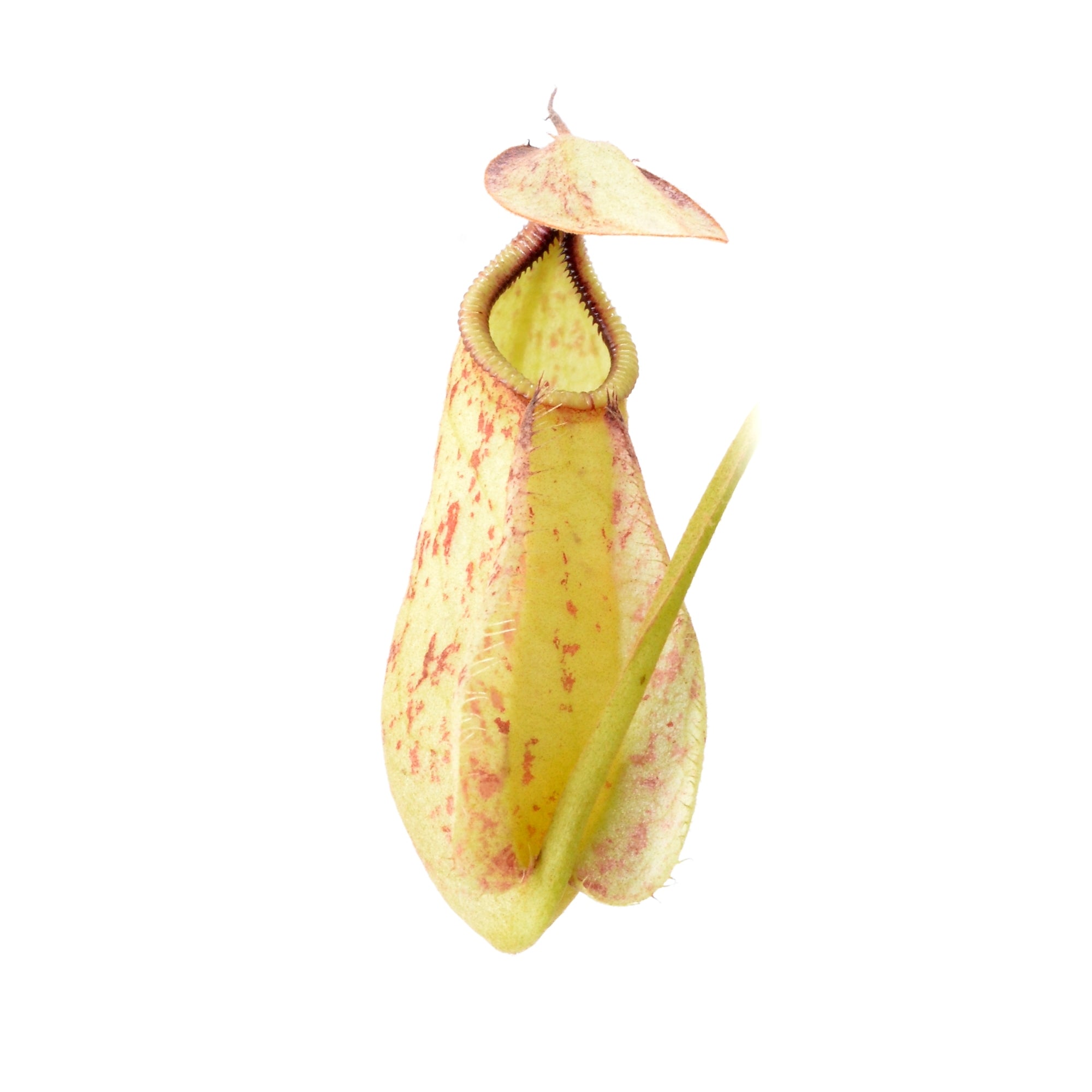Nepenthes Rafflesiana Colore Verde Macchiato Pianta Carnivora – 10 Semi – Pianta Carnivora, Urne Macchiate, Rara, Per Terrari