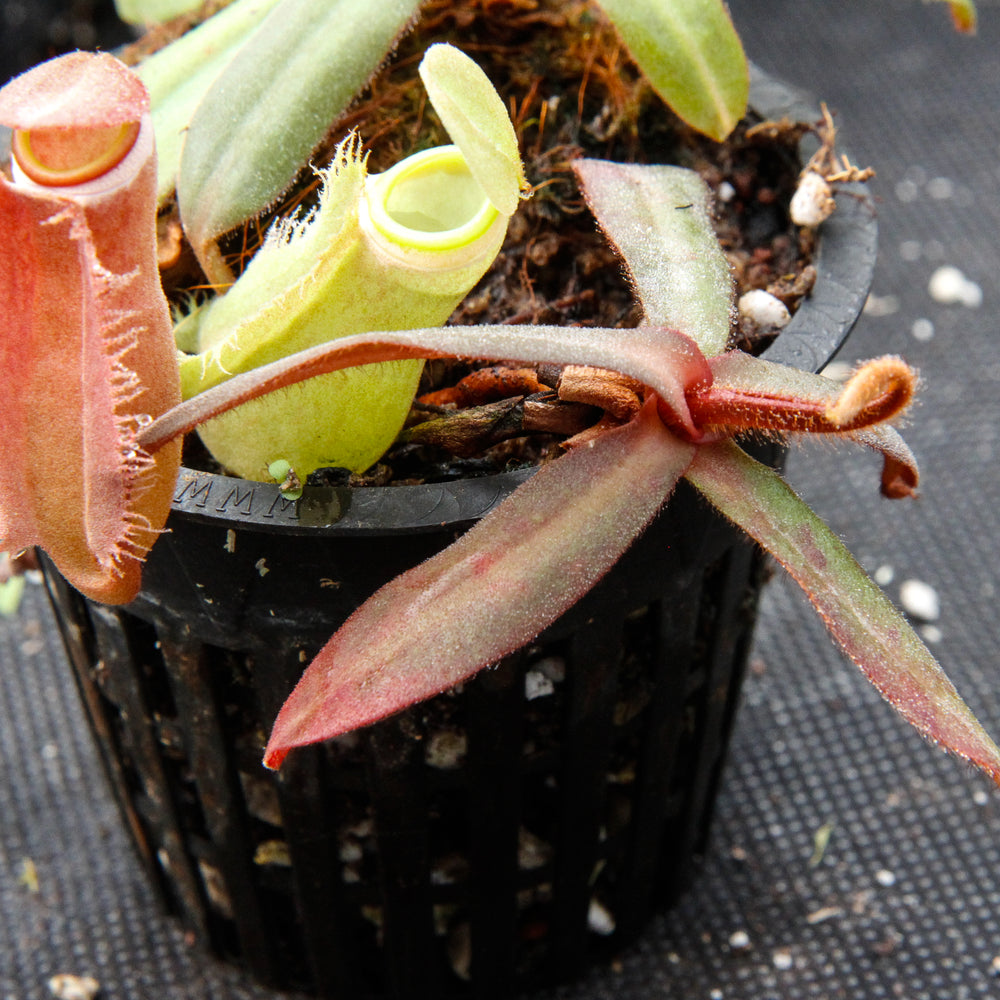 Nepenthes Albomarginata Red – 10 Seeds – Red Carnivorous Plant, Urns with White Edge, Rare