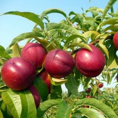 Pesco Nettarino Redgold – 5 Semi, Pesca Noce, Buccia Liscia e Lucida, Gusto Intenso, Facile da Coltivare, Alta Germinabilità, Non-GMO