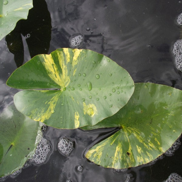 Ninfea Foglia Variegata (Nymphaea Capensis) – 10 Semi – Fiore Acquatico, Decorativa, Per Laghetti