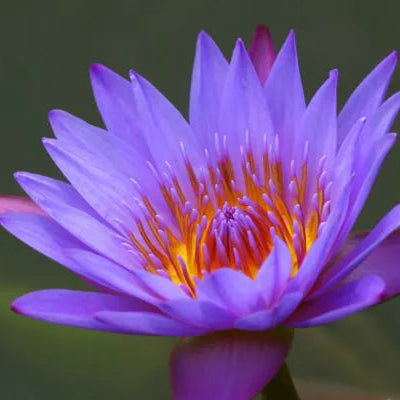 Ninfea Purple Joy – 15 Semi – Fiore Viola Brillante, Ideale per Laghetti Luminosi
