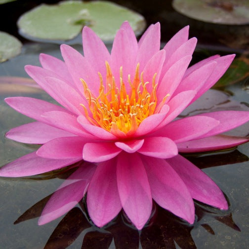 Ninfea Mayla – 15 Semi – Fiore Intenso, Colore Profondo, Ideale per Laghetti Esotici