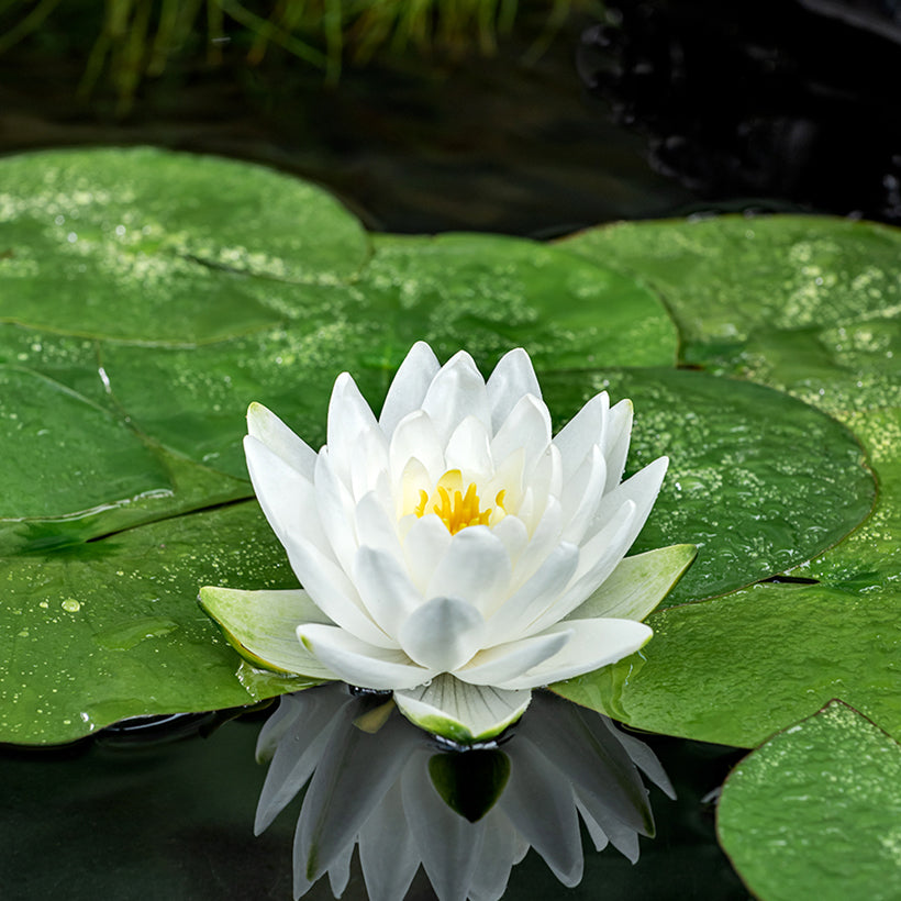Ninfea Perry's Double White – 15 Semi – Fiore Doppio Bianco, Profumo Delicato, Ideale per Laghetti Eleganti
