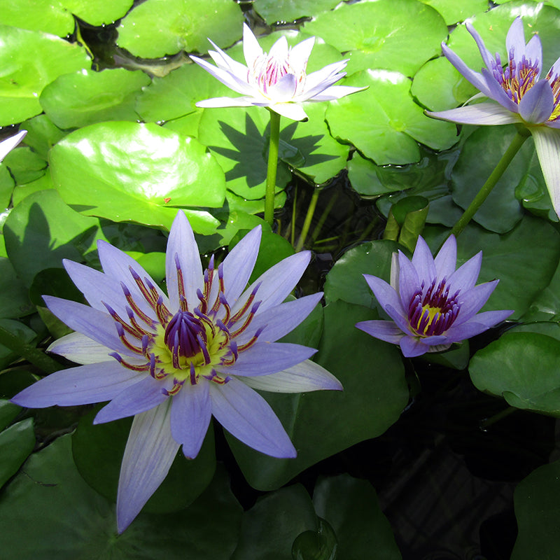 Ninfea Foglia Colorata – 15 Semi – Foglie Decorative, Fiori Acquistici, Ideale per Laghetti e Fontane