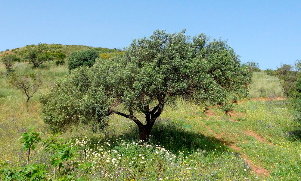 Acebuche – 10 Semi, Olivo Selvatico, Rustico, Giardino, Facile da Coltivare, Alta Germinabilità, Non-GMO