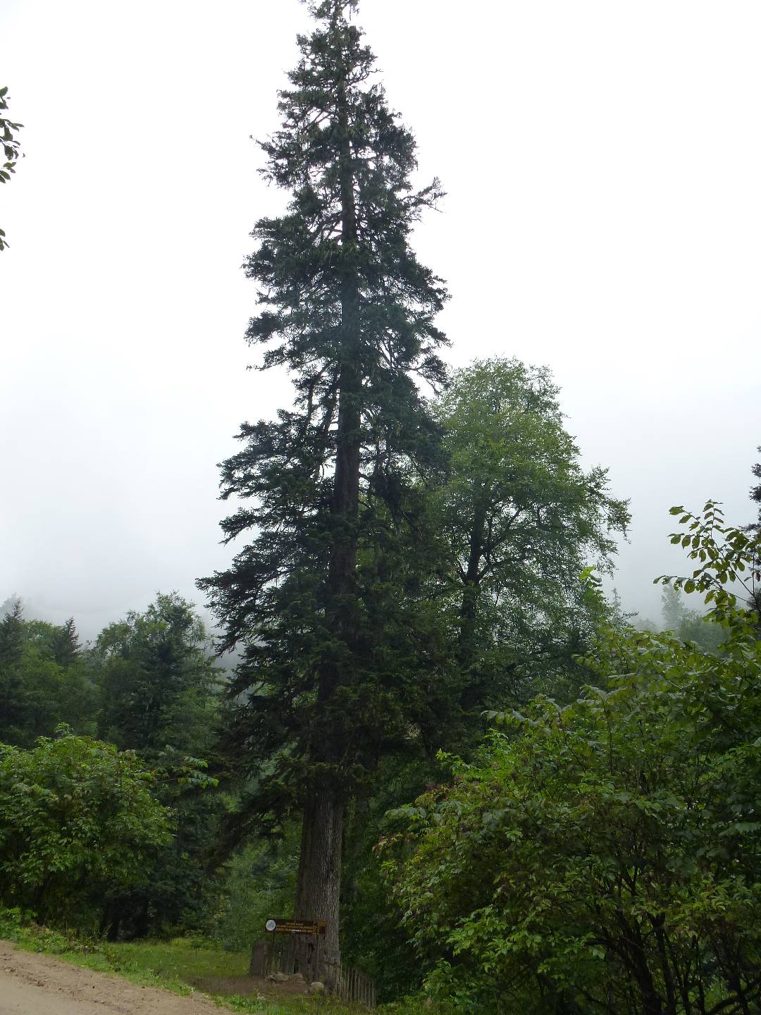 Abete di Nordmann – 10 Semi, Albero di Natale, Ornamentale, Vaso, Facile da Coltivare, Alta Germinabilità, Non-GMO