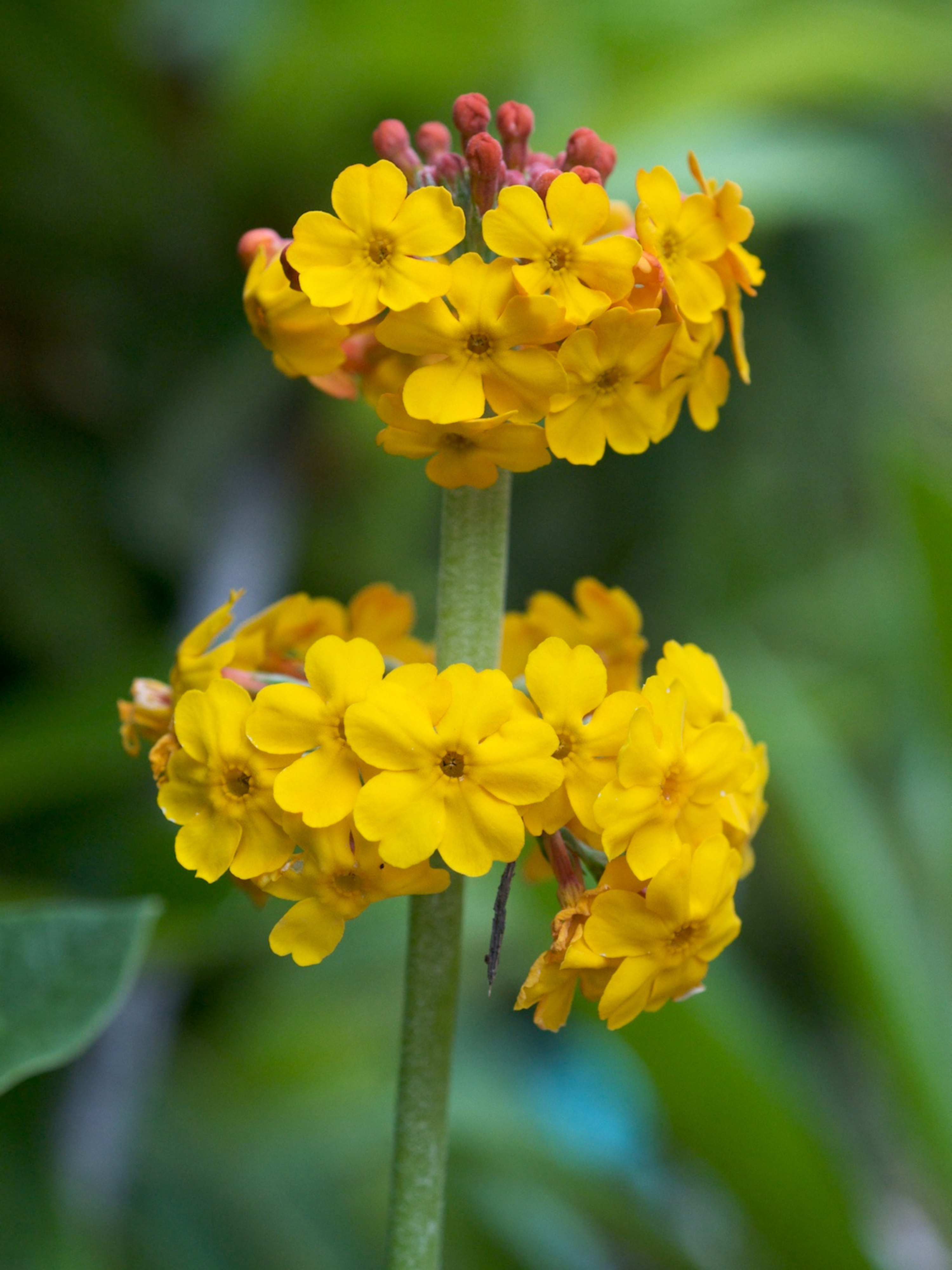 Primula Bulleyana – 30 Seeds – Yellow-Orange Flowers, Spike Flowering, Ideal for Rock Garden, High Germinability
