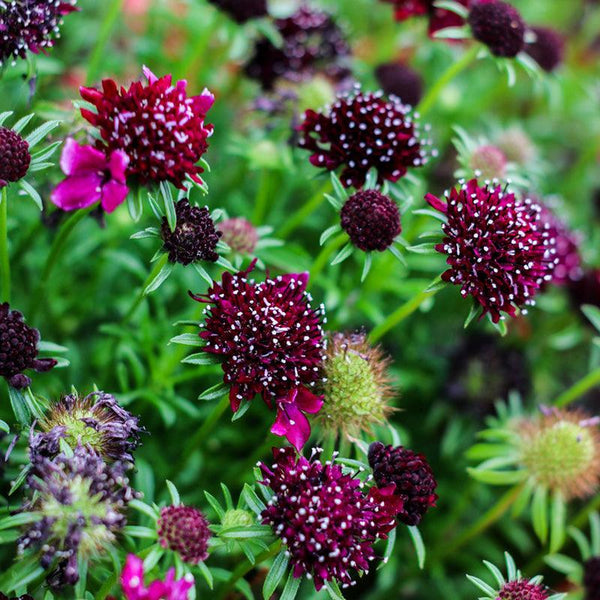 Scabiosa Alta Mix – 10 Seeds, Cushion Flowers, Pastel Colors, Attracts Butterflies, Easy to Grow, High Germination, Non-GMO