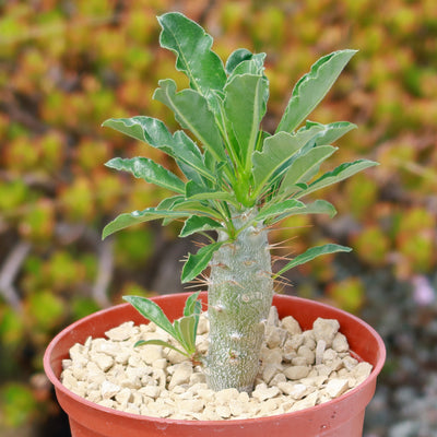 Pachypodium lealii - 10 Semi – Alta Germinabilità, Varietà Selezionata, Non-GMO